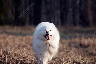 Samoed's dog