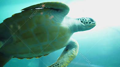 Sea turtle in the aquarium