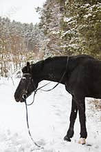 A horse in winter woods