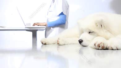 Veterinarian examining dog on table in vet clinic
