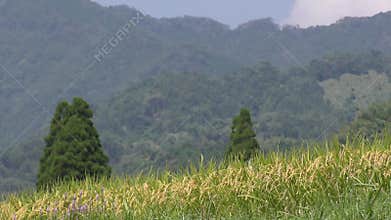 Ripe rice ears