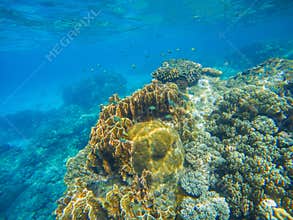 Underwater scene with coral reef. Big corals with small fishes.