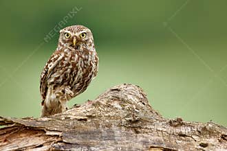 Owl with catch frog in talon. Little Owl, Athene noctua, bird in the nature habitat, clear green background. Bird with yellow eyes