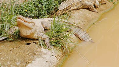 Feeding the crocodile in the zoo.