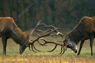 Fighting bucks