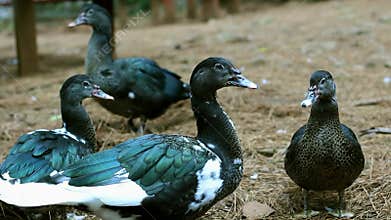 Black Muscovy Duck