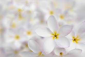 White plumeria flower beautiful background