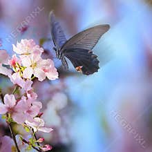 Realistic sakura cherry branch with blooming flowers with nice b