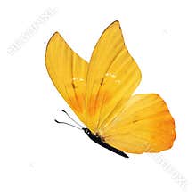 Yellow butterfly
