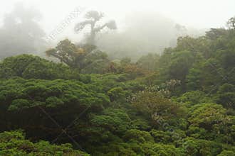 Cloud forest in Costa Rica