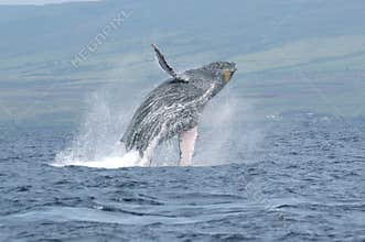 Breaching Humpback Whale