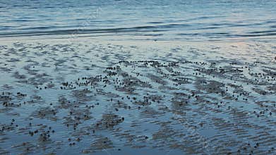 Soldier crabs emerging on the beach time lapse