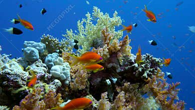 Colorful fish on vibrant coral reef, Red sea