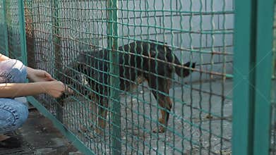 Girl volunteer in the nursery for dogs. Shelter for stray dogs