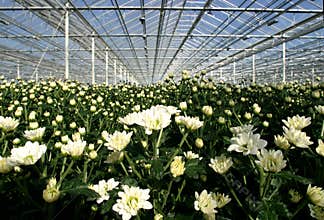 Greenhouse