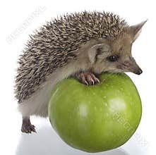 Hedgehog and apple