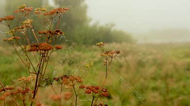 Cobwebs with dew drops on the dry stems of the cow weed
