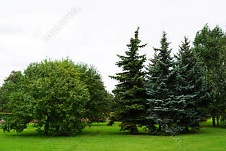 Trees in the park in the city