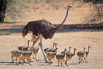 Ostrich with chicks