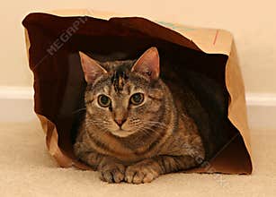 Cat in bag
