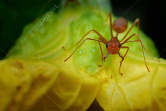 Ant