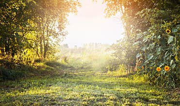 Summer landscape, with green grass and trees, yellow flowers with sunlight sky, natural background