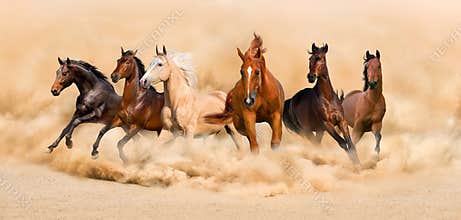 Horses run