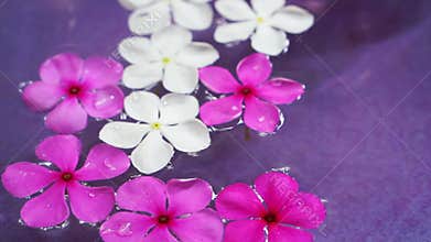 Video pink flowers floating in bowl of water from top view. Spa decoration