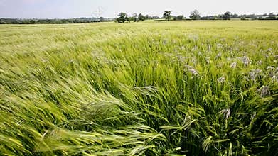 Agriculture - Wind - Crop of Barley