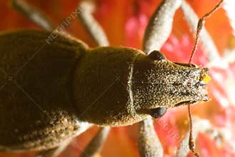 Macro of a beetle