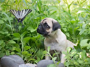 The puppy pug in thickets is watching on butterfly, known as papilionidae