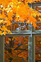 Autumn Color by the Window