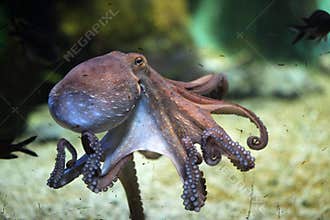 Common octopus &#x28;Octopus vulgaris&#x29;.