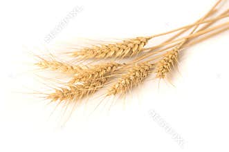 Isolated bunch of wheat