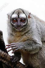 Gray-bellied night monkey