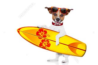 Surfing dog selfie