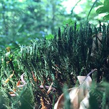 Moss close up