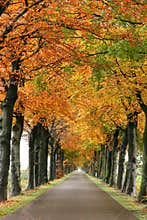 Autumn road