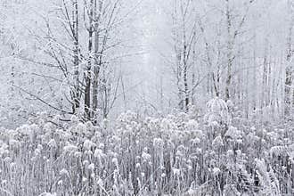 Beautiful magic white frozen winter in the forest. Lithuania, Eu