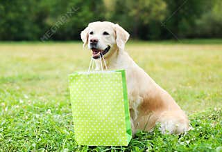 Beautiful Golden Retriever dog holding green shopping bag in teeth on grass in summer