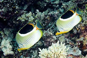 Butterflyfish