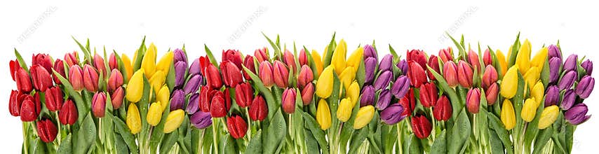 Fresh spring tulips water drops. Flower border