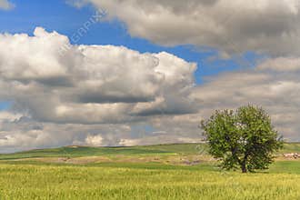 SPRINGTIME.Between Puglia and Basilicata: spring landscape with wheat field.ITALY