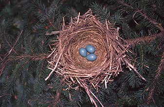 Robin Nest with Eggs