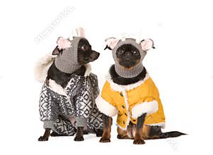 Cute dog portrait