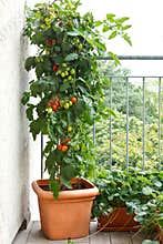 Tomato plant pot balcony strawberry