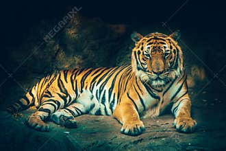 Bangor tiger.