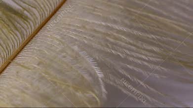 White feather