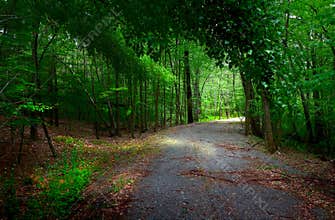 In the woods