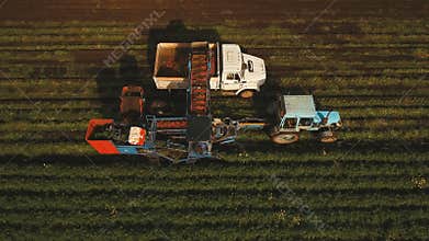 Carrot harvesting at the farmer's field.Aerial view.